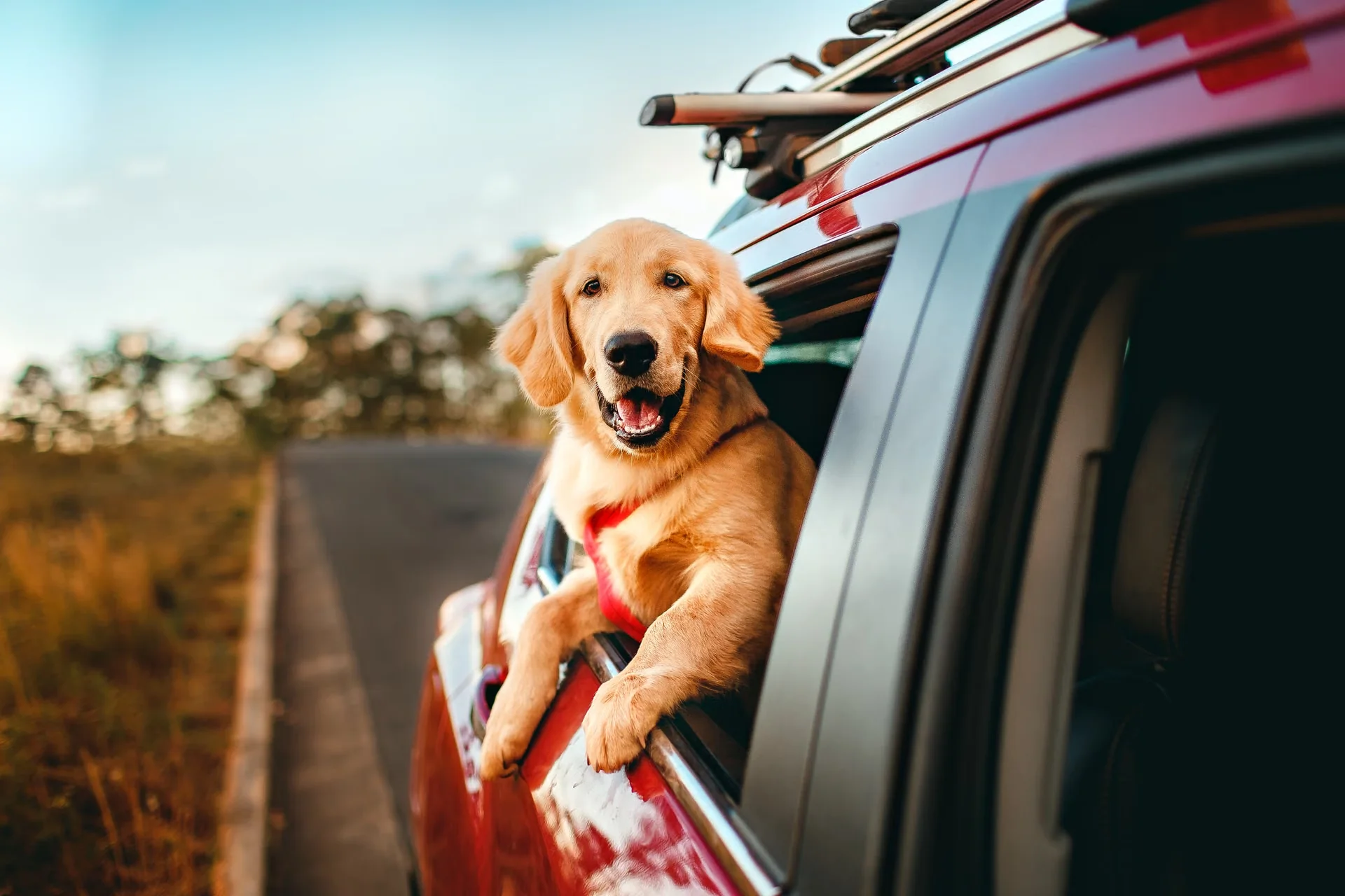 A golden retriever joining a road trip