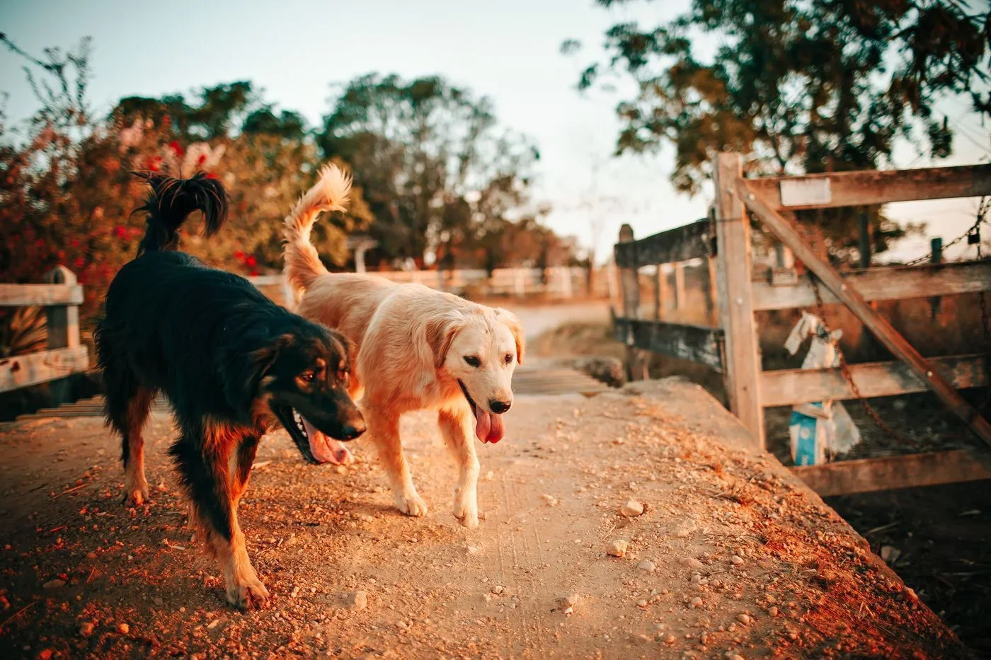 A person and dog walking together at sunset