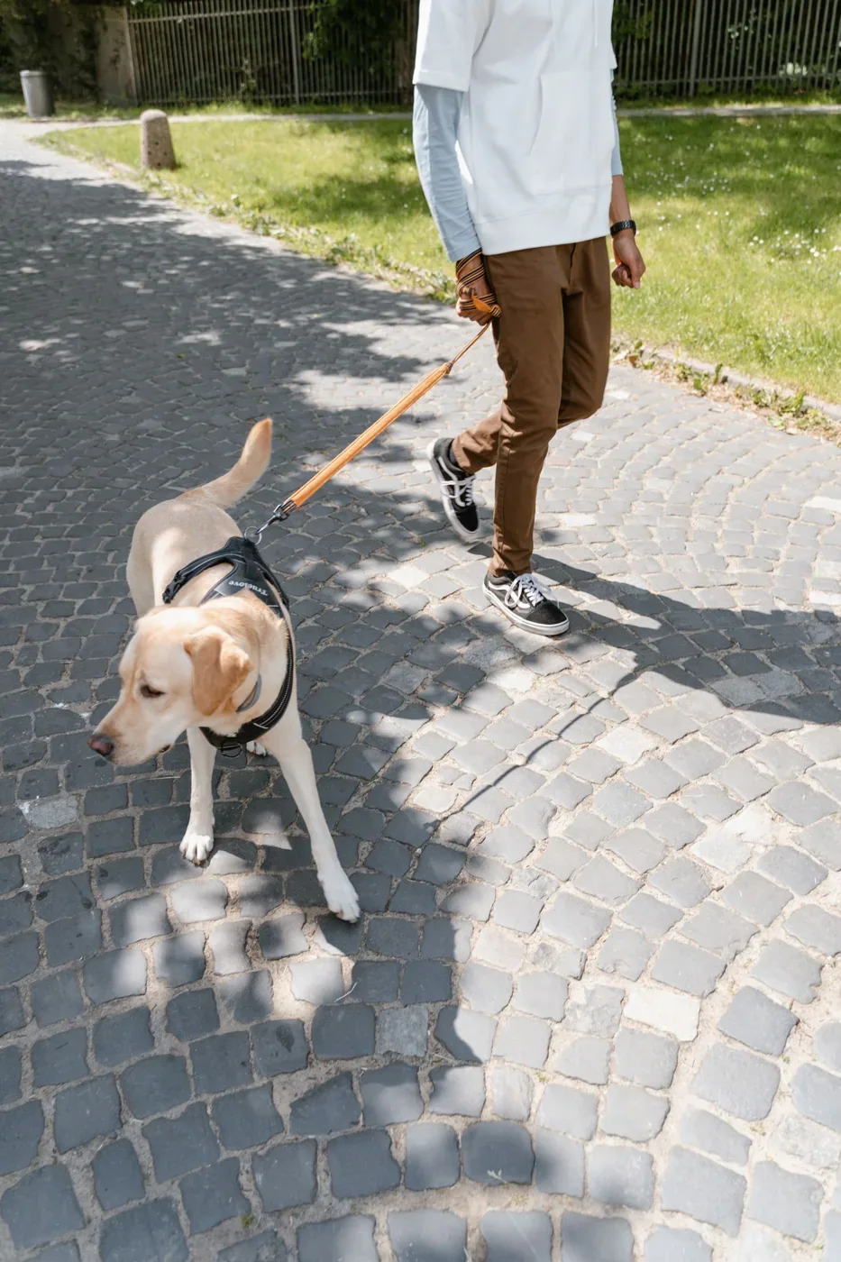 A person walking their dog on a sunlit street