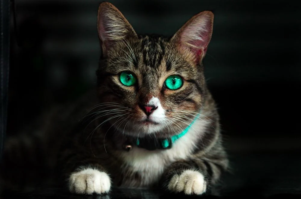 Cat beside its person outdoors