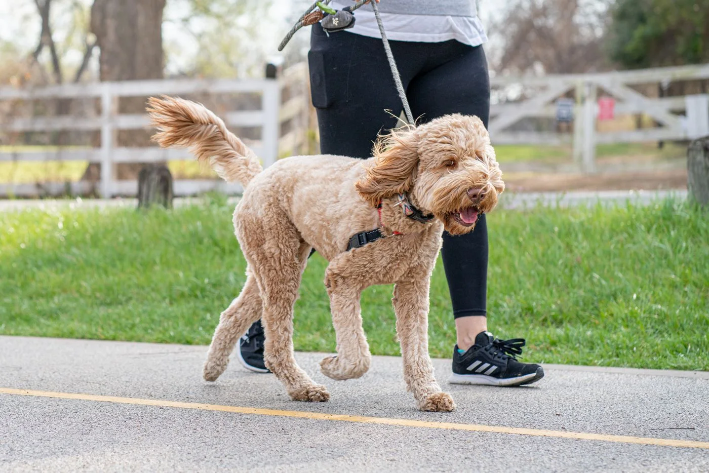 A person walking with their dog on a park path