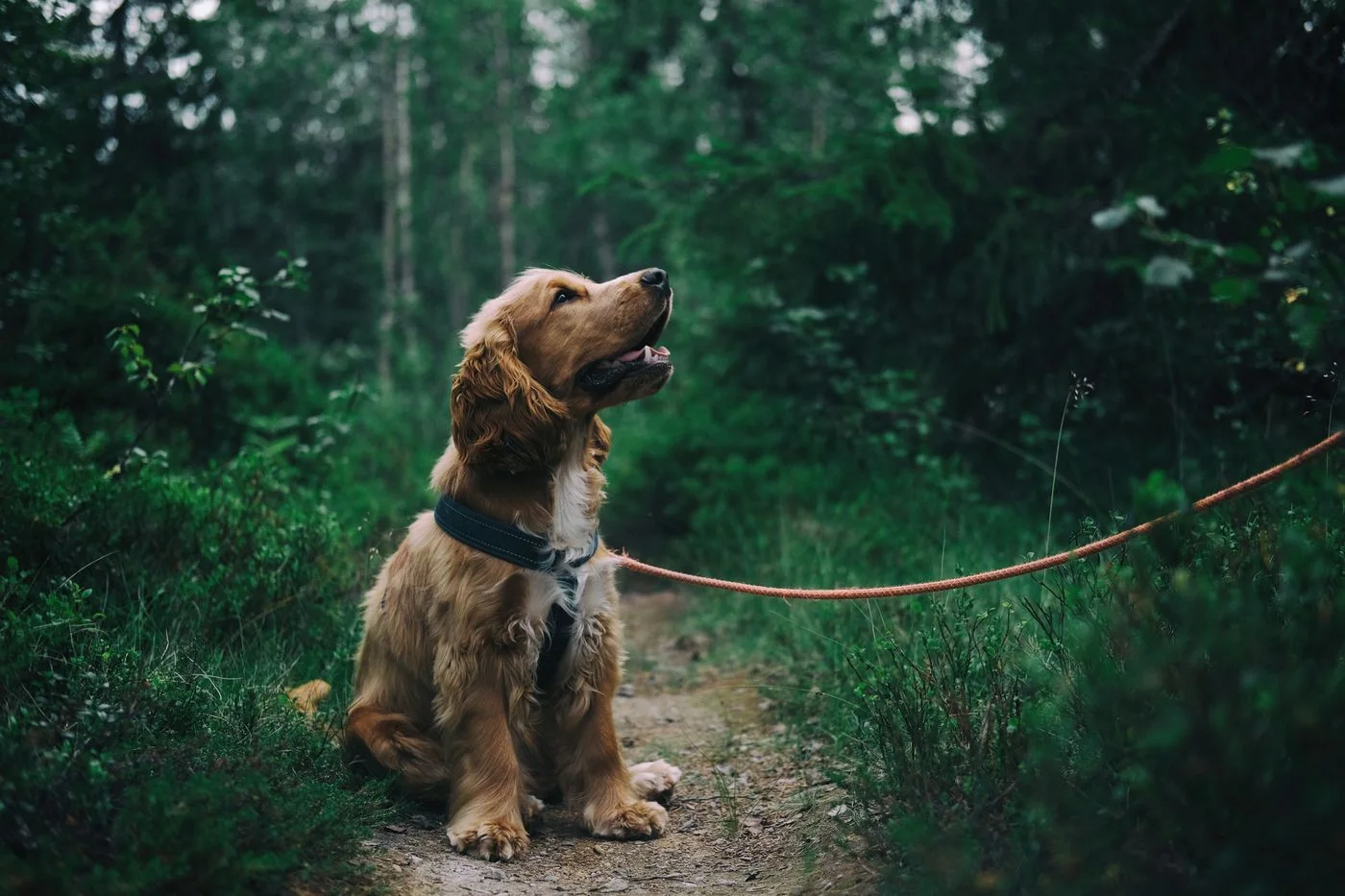 Person and dog spending a day outdoors