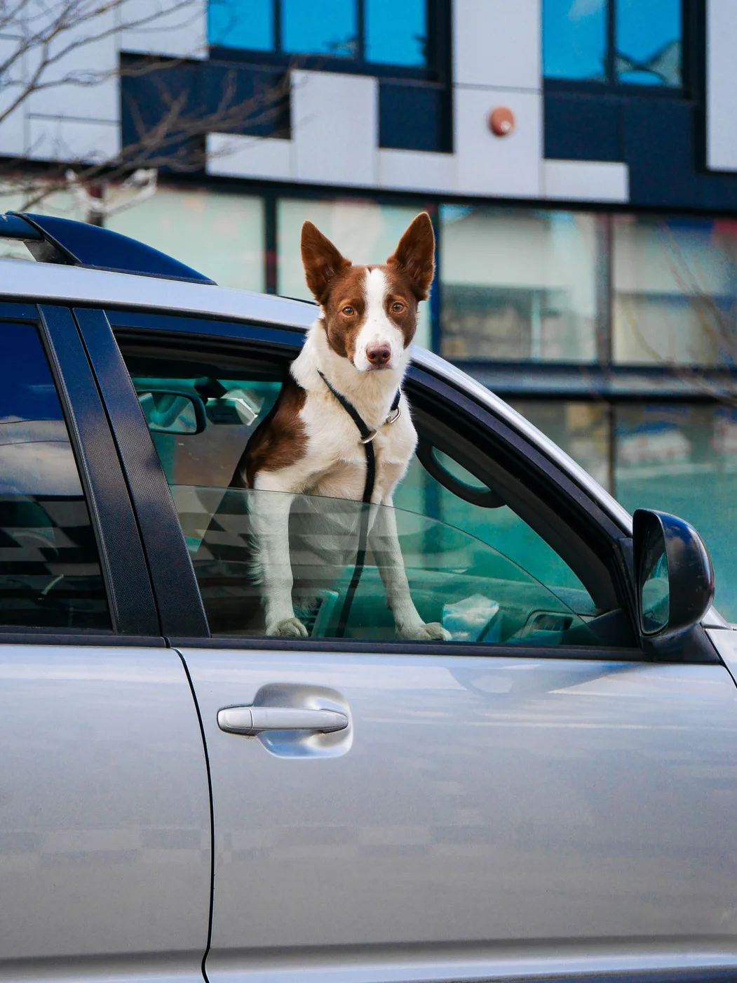 Dog joining its person on a trip