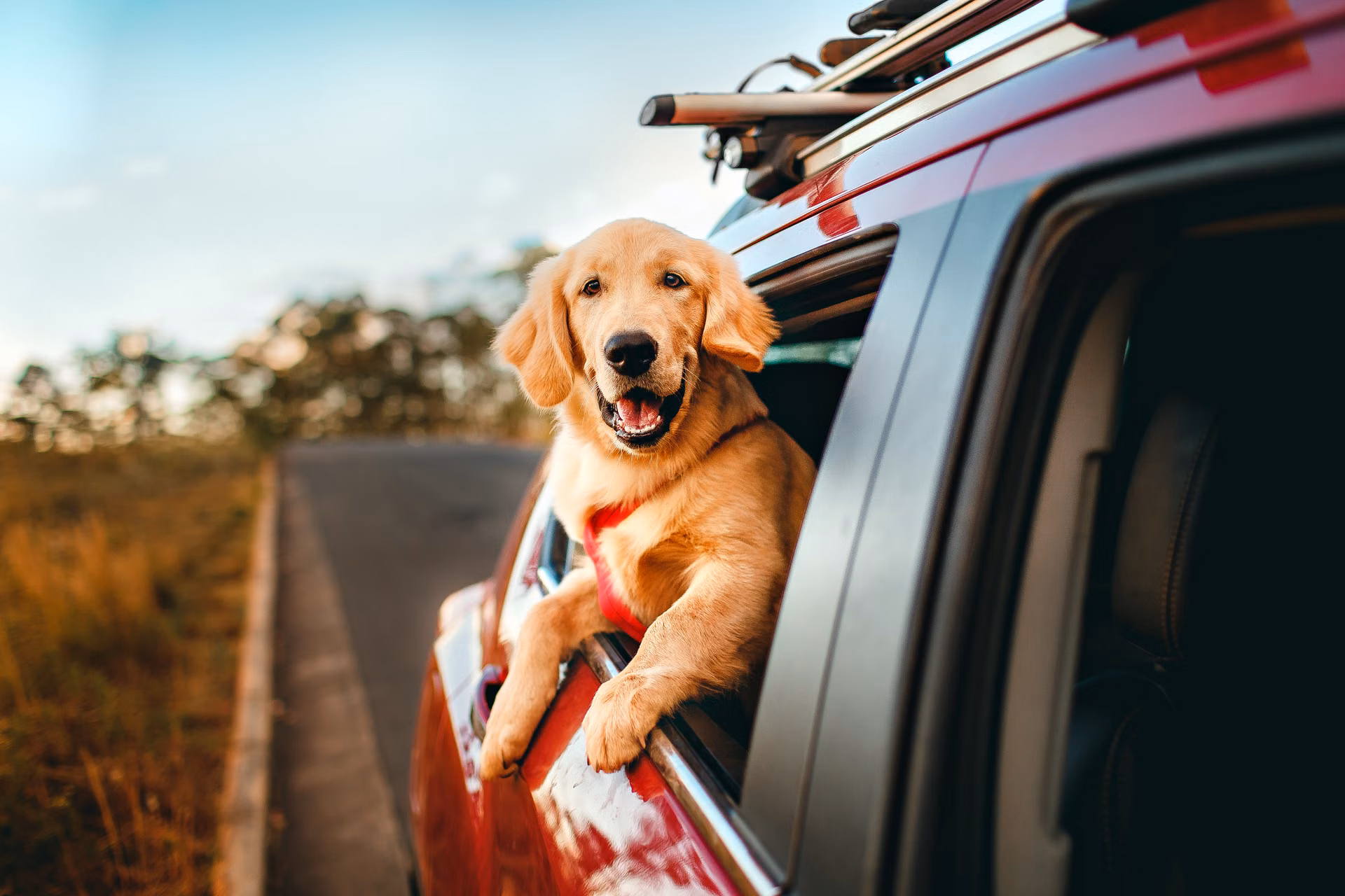 Dog looking out while traveling with its person