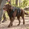No-pull tactical dog harness with handle and MOLLE panels