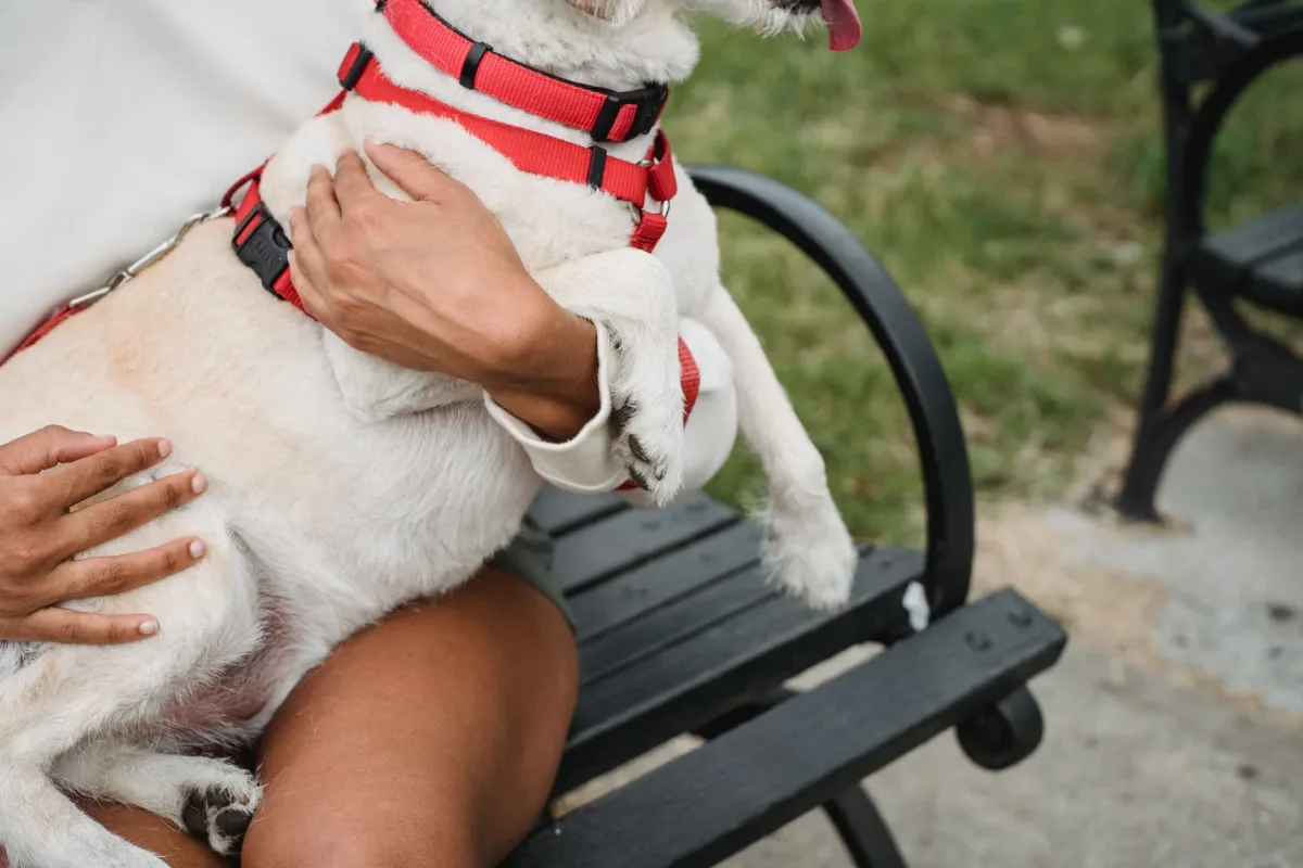 A person holding a small dog in a red harness outdoors