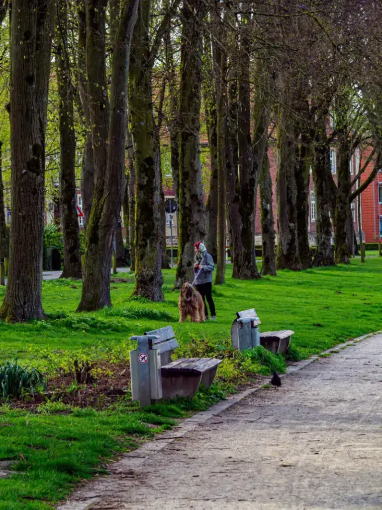 Dog walking through a park with its person